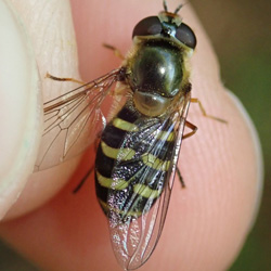 Eupeodes lapponicus